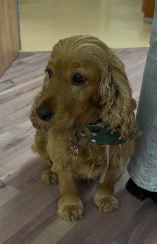 Nikolausbesuch und Weihnachtsmarkt |DSK Seniorenzentrum Ludwigshafen